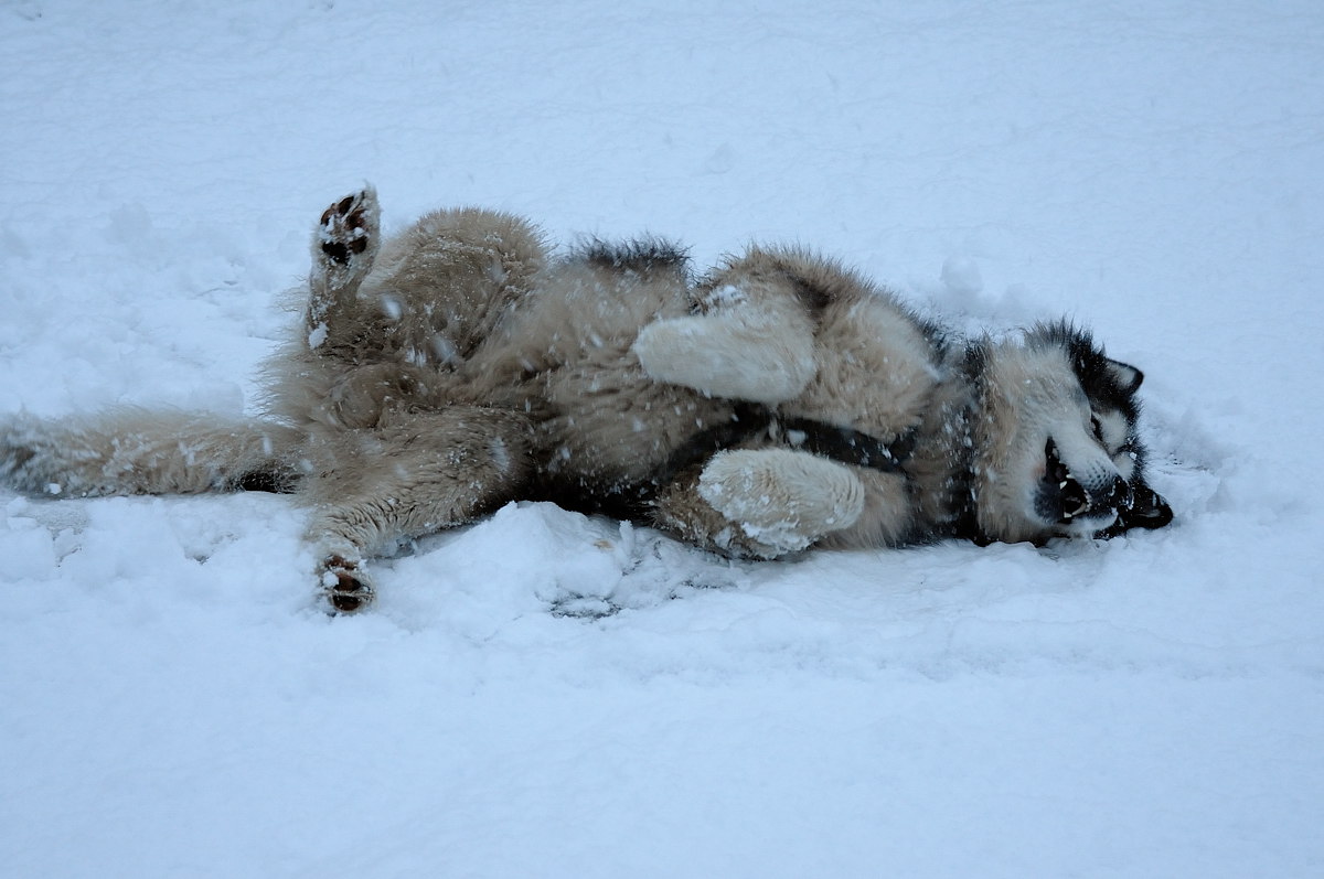 Не знаю, хто радів свіжому снігу більше, ми або пес Джамбо