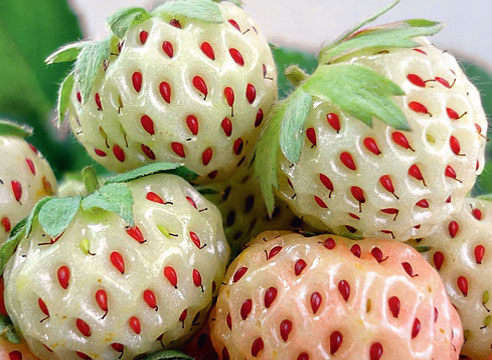 Зрілі ягоди майже повністю білі (на освітлених місцях - рожеві), але з червоними насінням і з сильним ароматом   ананаса