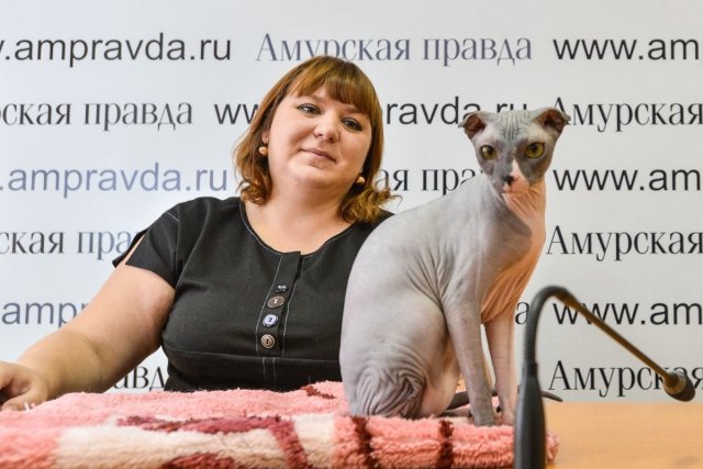 Господиня українського левкоя про нову породу, про те, навіщо кішці крем від засмаги, і заборону на «киць-киць»