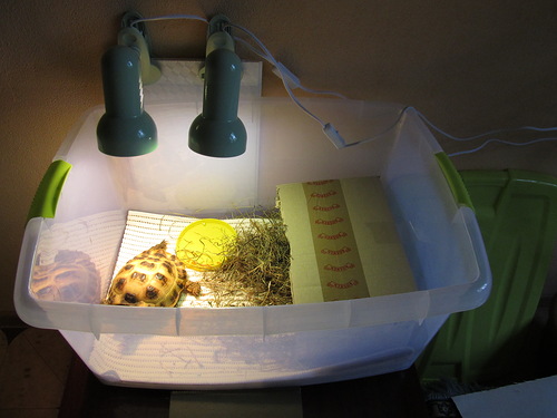 ультрафіолетова лампа для черепахи:   лампа для рептилій:   ультрафіолетова лампа для акваріума