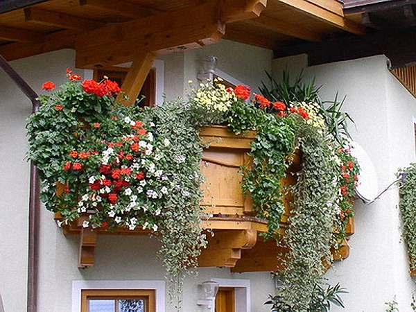 Краща прикраса для вікна або балкона в теплу пору року - квітучі рослини
