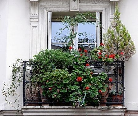 При виборі тих чи інших рослин слід дотримуватися деяких принципів: по фарбуванню різні квіти повинні гармоніювати один з одним, а також з навколишнім оточенням, особливо зі стіною будинку;  слід враховувати висоту рослини - на балконах висотних будинків,