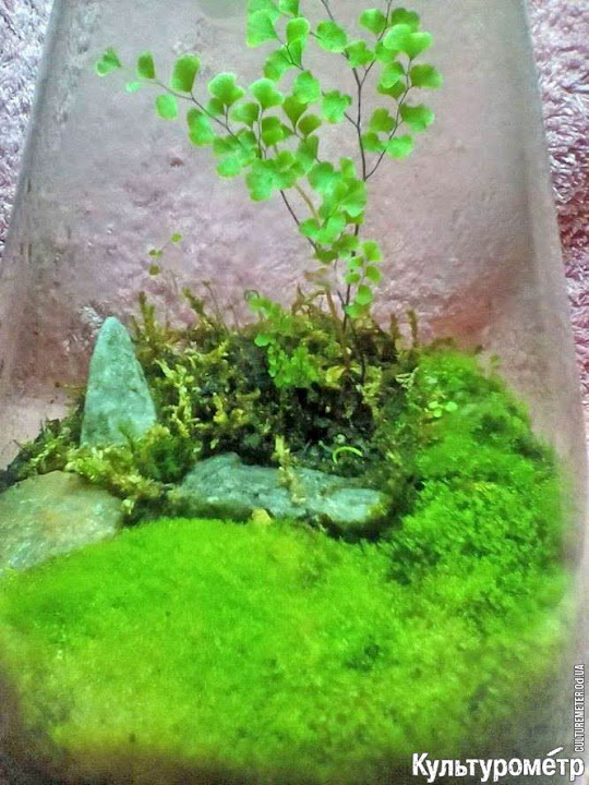 У чому секрет крихітних живих садів і як з'являється зелене диво у звичайній скляній пляшці, розповіла Культурометру авторка флораріумов Ксенія фунтових