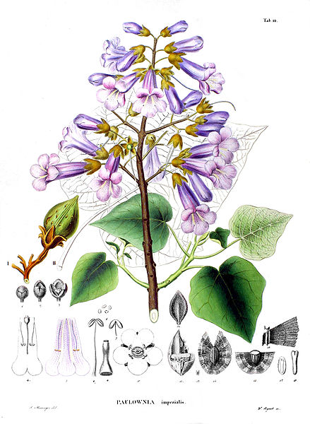Квітки блідо-фіолетові, в прямостоячих пірамідальних суцвіттях;