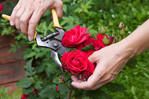 Для вирощування троянд застосовують здеревілі і полуодревесневшіе пагони
