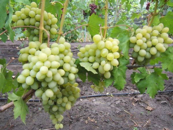 Еще фото винограда «Кеша»: