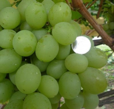 Главной особенностью столовых сортов винограда, к которым относится и описываемый образец, являются: