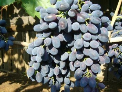 Кодрянка - неприхотливый сорт винограда, который легко приспосабливается к различным условиям