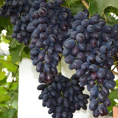 Этот сорт винограда был получен в Молдове, где очень высоко ценится, путем скрещивания сортов Молдова и Маршальский