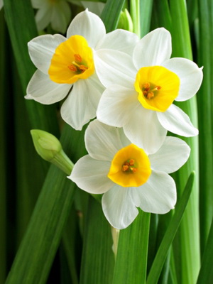 Час цвітіння: березень - квітень   Місцезнаходження: сонячне або злегка тінисте   Розмноження: цибулинами - дітками після викопування