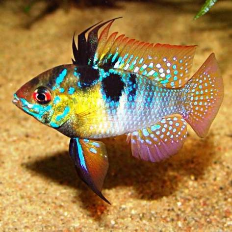 Відкрити цикл постів про найкрасивіших акваріумних рибок хочу з цієї - Апистограмма-бабочка
