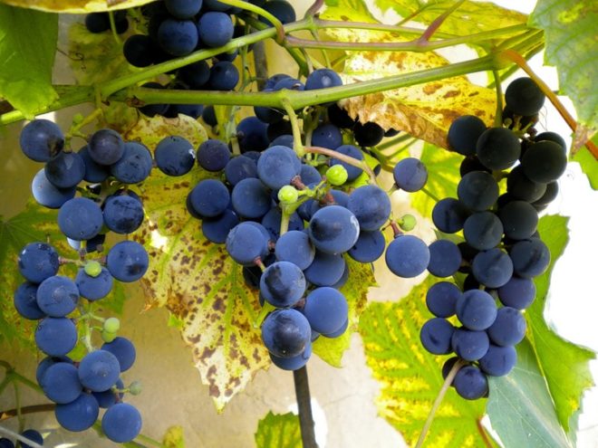 Бажання мати красивий і доглянутий виноград виникає у багатьох садівників любителів