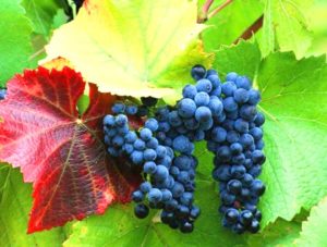 Правила, які будуть викладені нижче, допоможуть виростити гарний, а головне, плідний виноград: