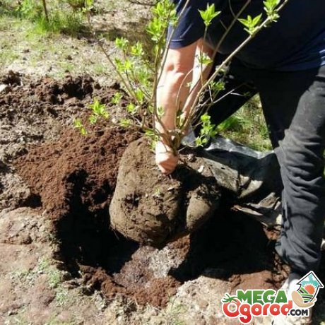 Все про посадку саджанця