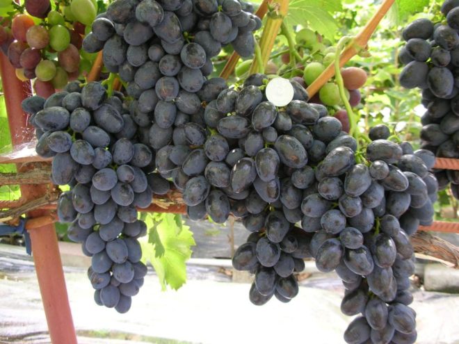 Для того, щоб з моменту посадки правильно доглядати за виноградом, потрібно знати основи догляду за ним