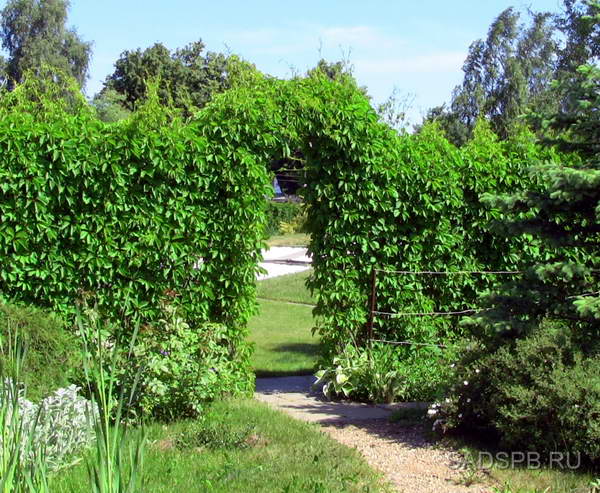 Дівочий виноград здатний створювати дуже щільні зелені стінки і повторювати форму опори