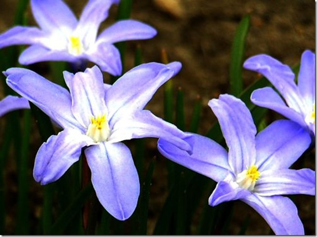 Після декількох місяців холодної погоди, багато людей стають чутливими до провісників весни, і хоча деякі вважають першими весняними квітами крокуси, існує безліч невеликих цибулинних рослин, квітучих ще раніше