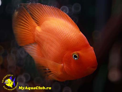 Червоний папуга або риба-папуга (Red Parrot Cichlid) - акваріумна рибка сімейства   цихлид або ціхлових (Cichlidae)