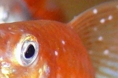 Поява на тілі риби папугу білих точок у вигляді висипки говорить про зараження іхтіофтіріоза