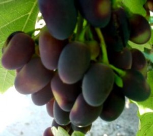 Виноград, як і багато рослин відмінно росте в домашніх садах