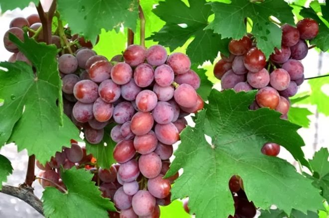 За рахунок постійної роботи селекціонерів, щорічно виводяться нові виноградні сорти, які затьмарюють собою традиційні і якісні види