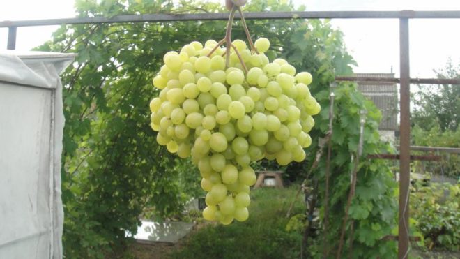 З кожним роком все більше з'являється нових сортів винограду
