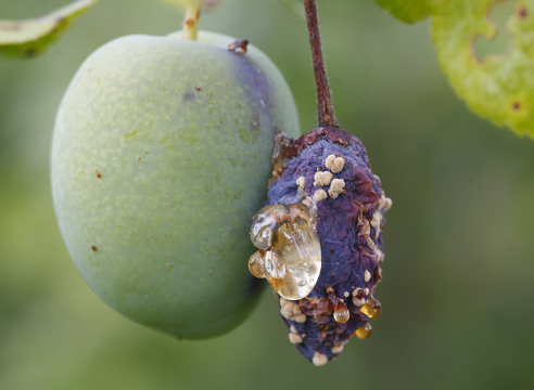 Плоди груші потрібно збирати недозрілими - вони встигають в теплому приміщенні приблизно за тиждень