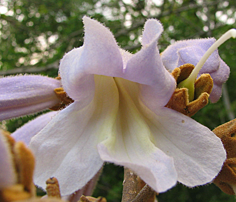 Квітуча в травні світло-фіолетовими квітами павлонія є символом удачі