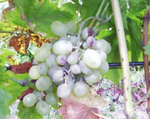 Виноградний кліщ часто зустрічається на виноградних кущах, але не всі сорти пошкоджує однаково