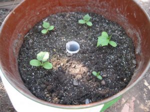 Огірки в бочку можна садити на 2-3 тижні раніше, ніж у відкритий грунт, приблизно після 20 квітня