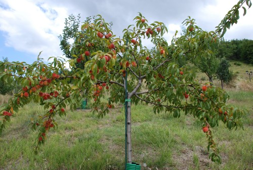 Чому варто вирощувати персик