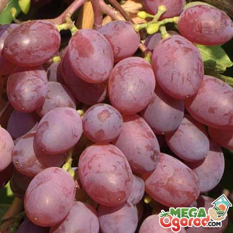 Опис і переваги сорту винограду Вікторія