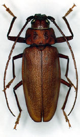 Вусачі або дроворуби (Cerambycidae) - одне з найцікавіших і найпривабливіших сімейств жуків