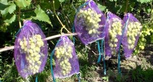 Захист винограду від ос   Однією з неприємностей на вітчизняних виноградниках є захист ягід від пошкодження осами